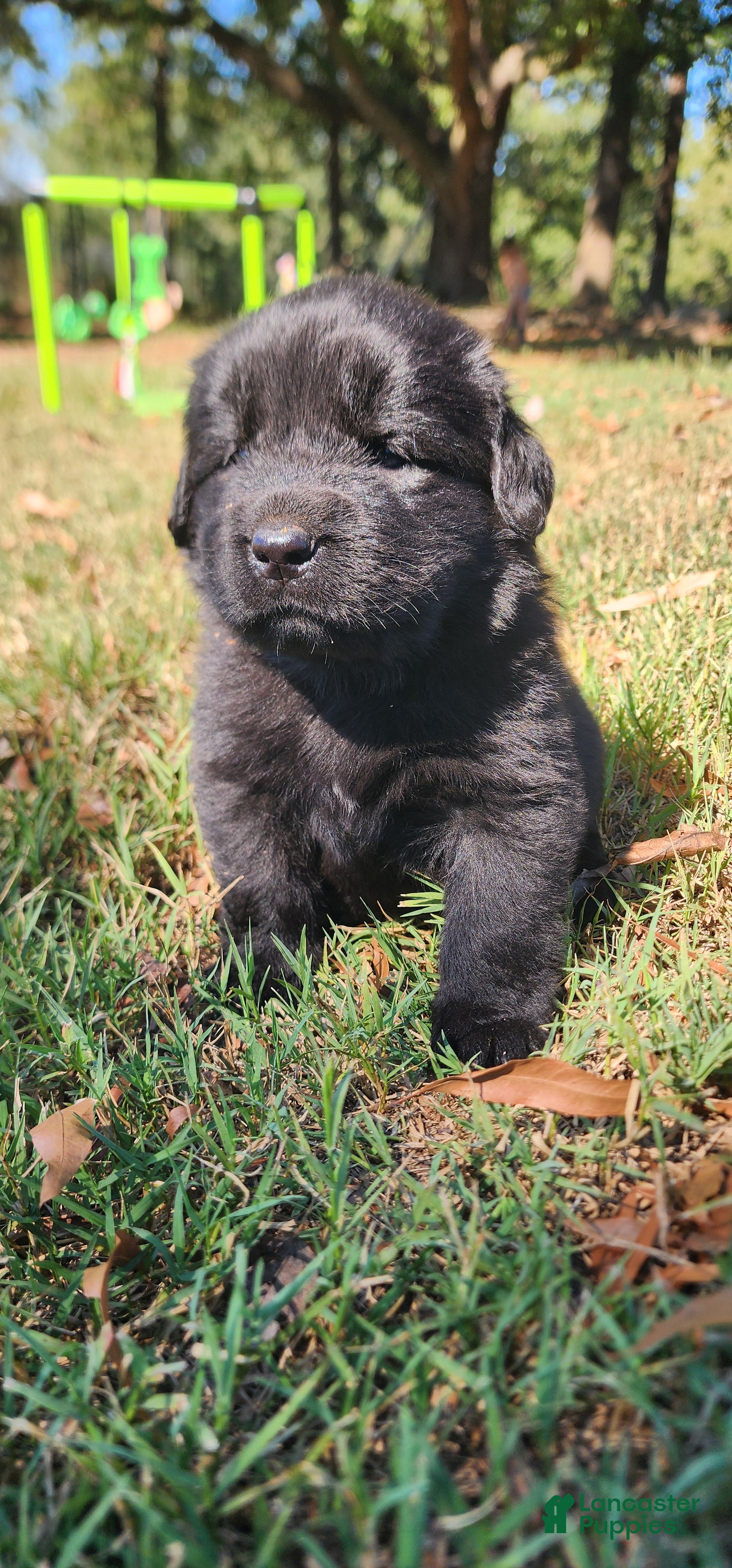 Newfoundland dogs Pink - Ad 1