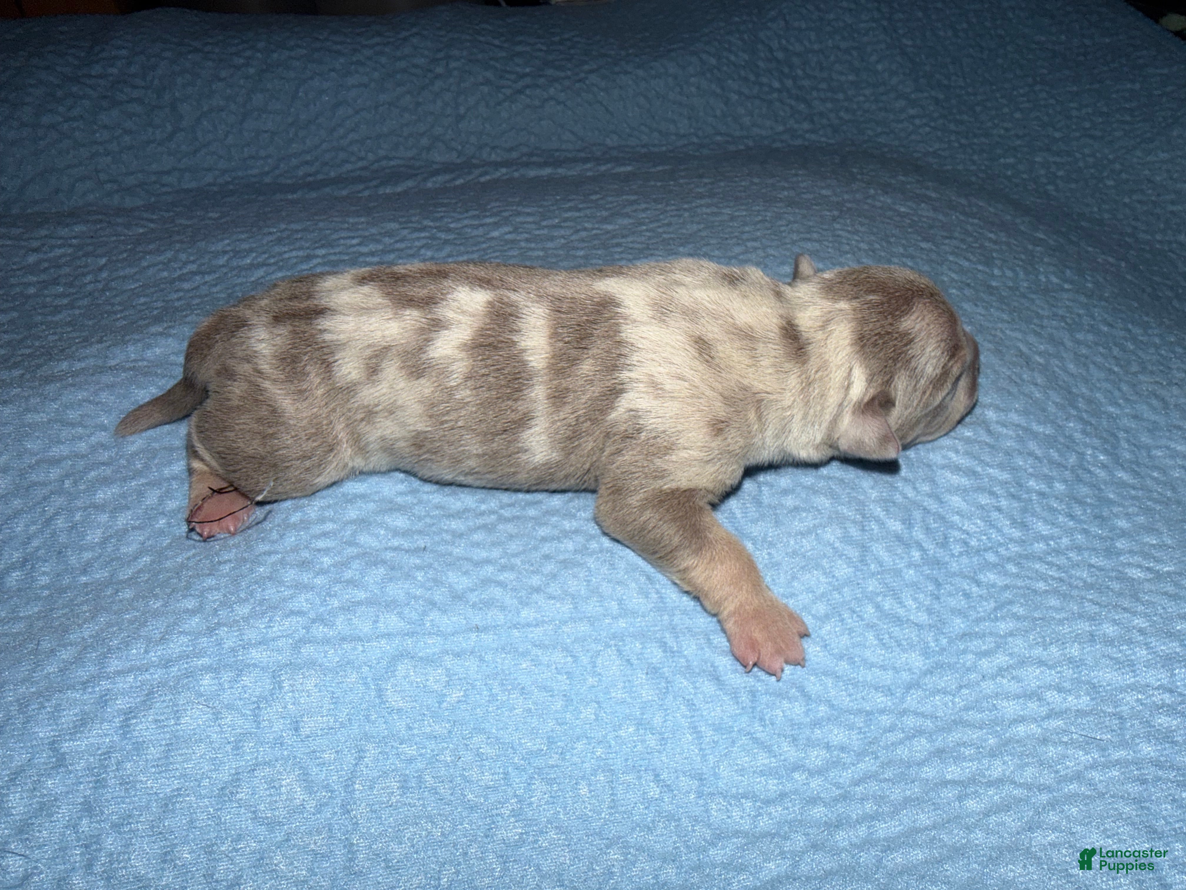 American Bully dogs Romy - Ad 2