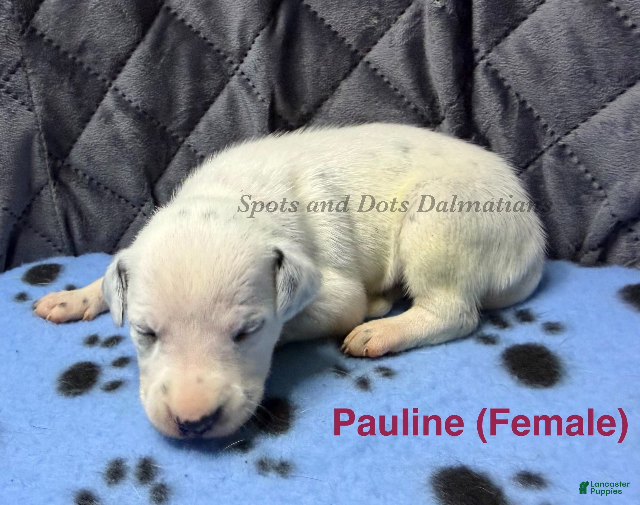 Dalmatian dogs Pauline - Ad 1