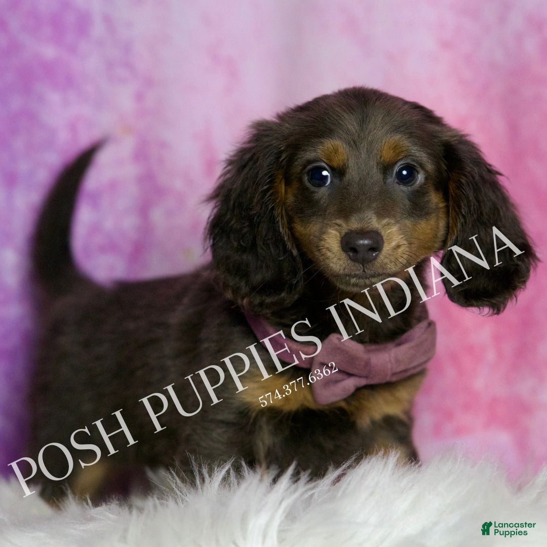 Miniature Dachshund dogs for sale: Eclipse - Ad 3