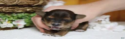 Yorkiepoo dogs for sale: Boris  - Ad 10