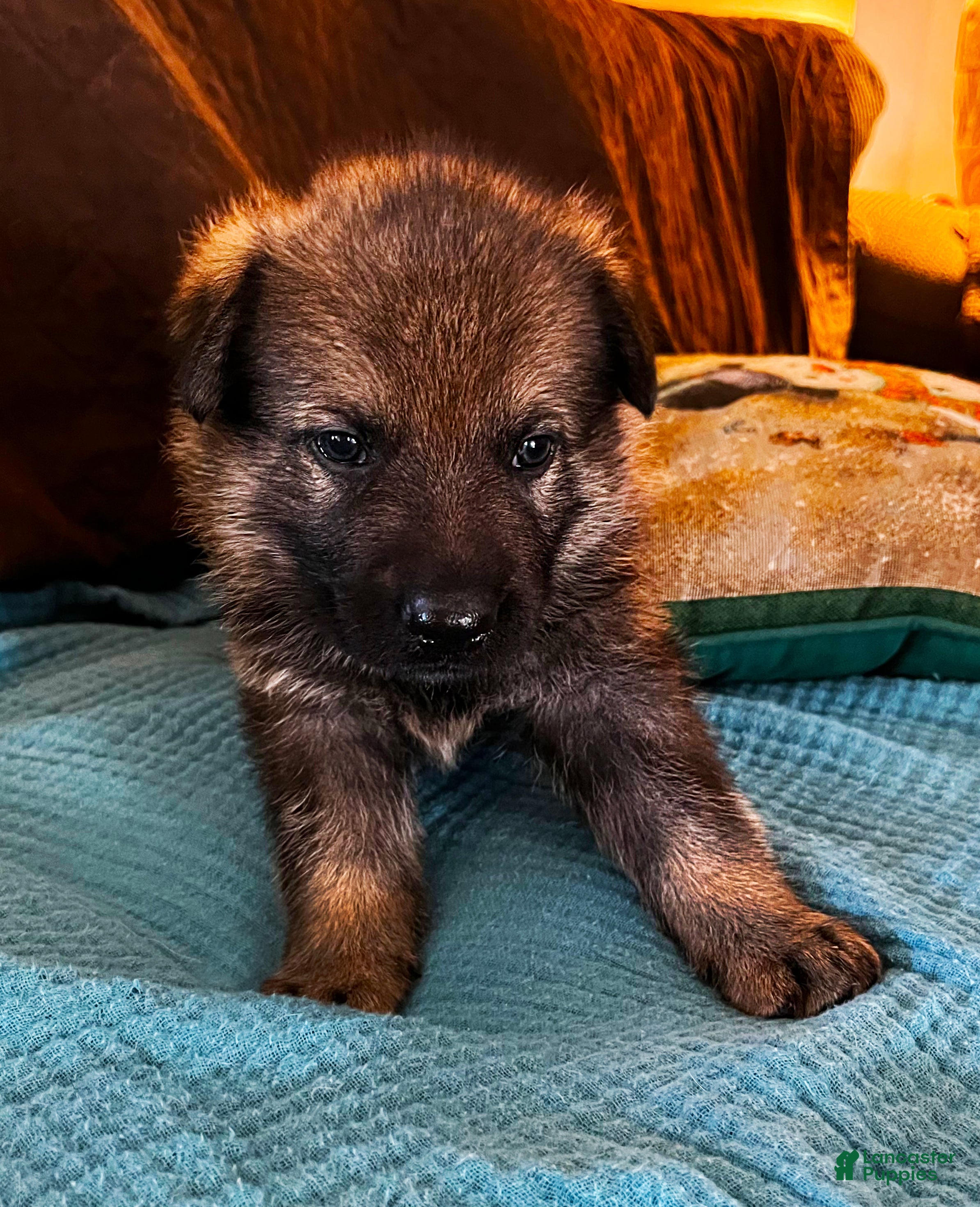 German Shepherd dogs Purple Boy - Ad 2