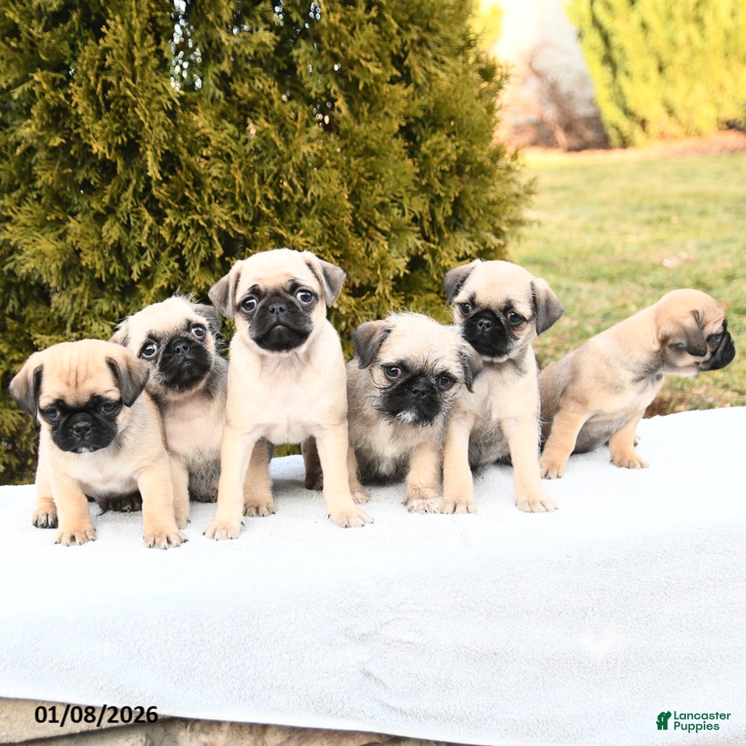 Mixed Breed dogs for sale: Mandy - Ad 3