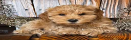 Cockapoo dogs for sale: Honey - Ad 4