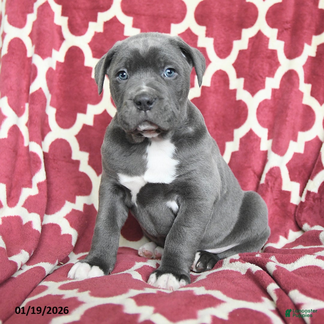 Cane Corso dogs for sale: Big Boy - Ad 2