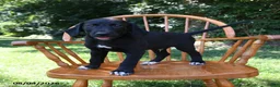 Mixed Breed dogs for sale: Spot - Ad 4
