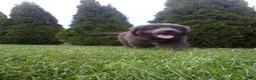 Newfoundland dogs for sale: Jasmine - Ad 2