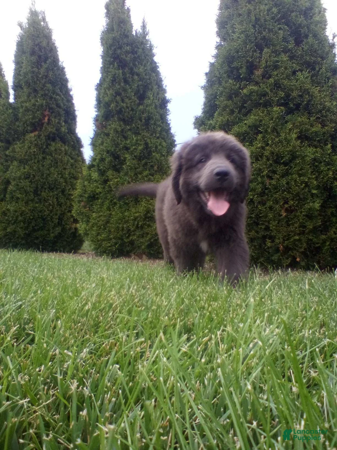 Newfoundland dogs for sale: Jasmine - Ad 2
