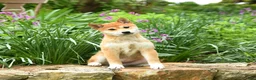 Shiba Inu dogs for sale: Daisy  - Ad 1