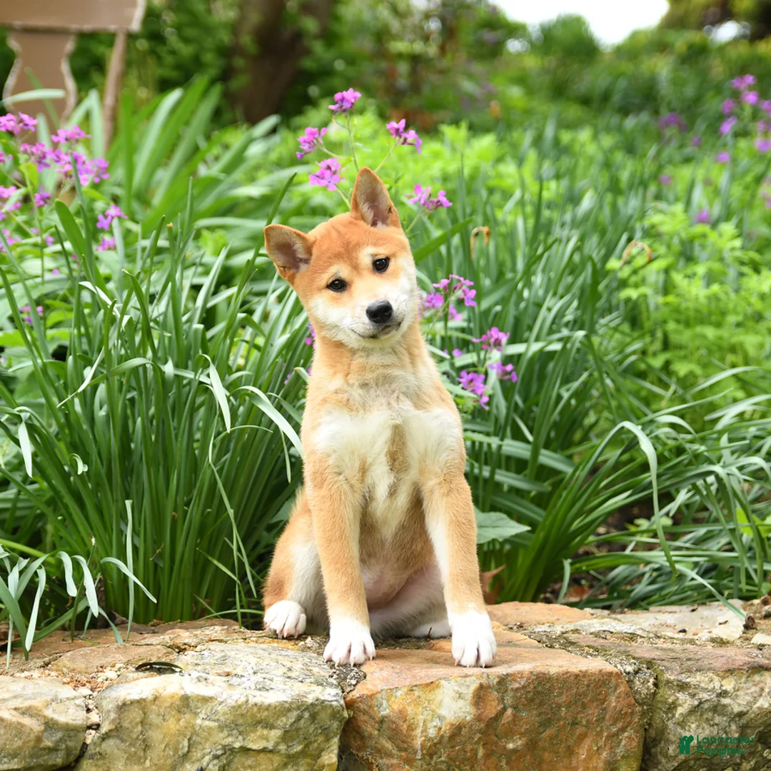 Shiba Inu dogs for sale: Daisy  - Ad 1