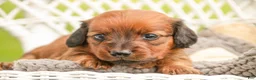 Miniature Dachshund dogs for sale: Tony - Ad 1