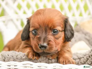 Miniature Dachshund dogs for sale: Tony - Ad 2
