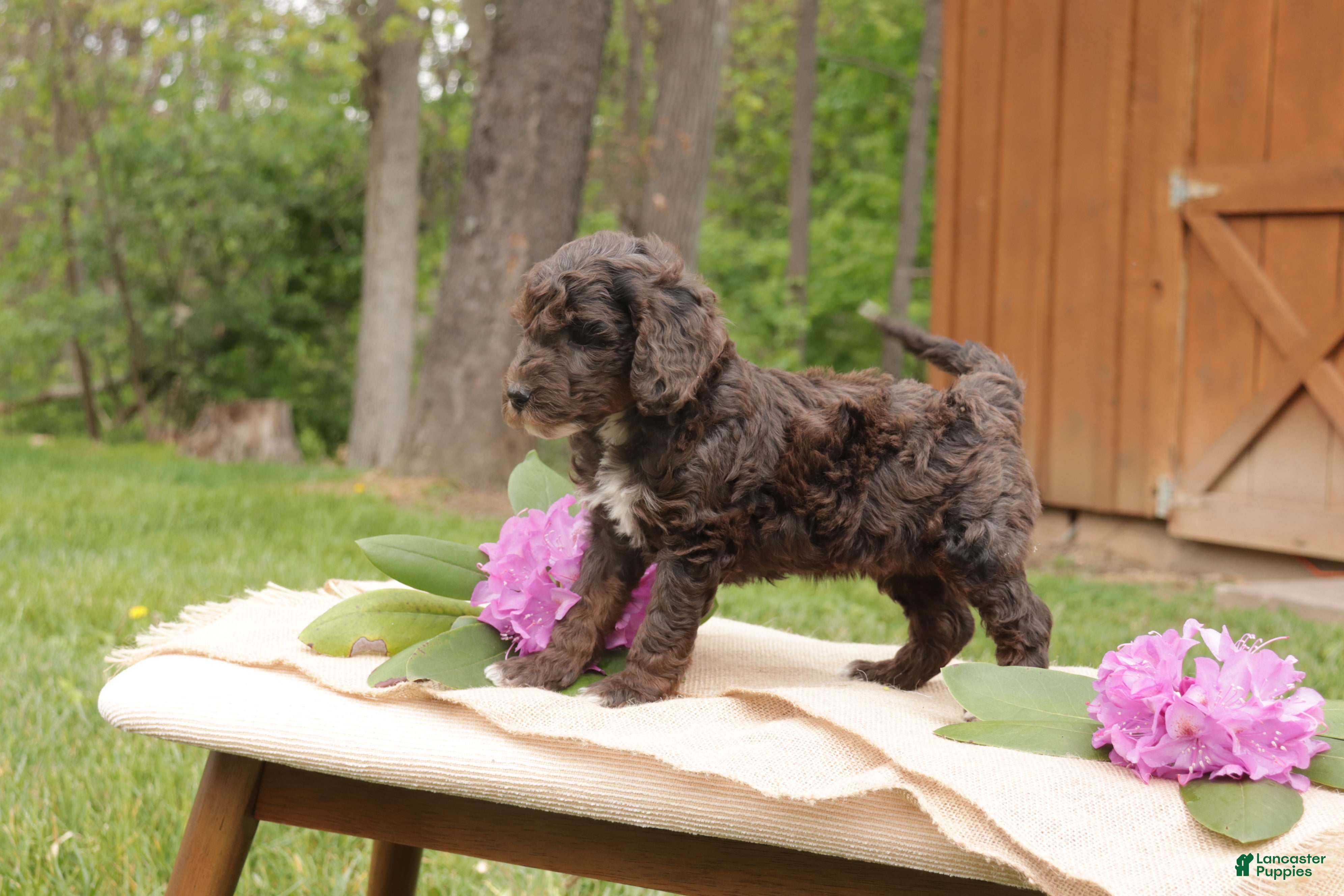Mini Goldendoodle dogs Oakley - Ad 2