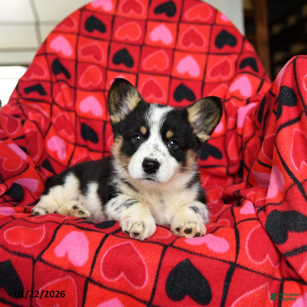 Welsh Corgi Pembroke dogs for sale: Speckles - Ad 5