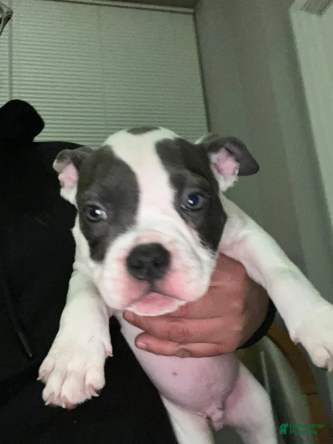 American Bulldog dogs for sale: American Bulldog Puppy 3 - Ad 1