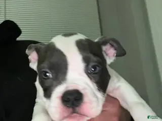 American Bulldog dogs American Bulldog Puppy 3 - Ad 1
