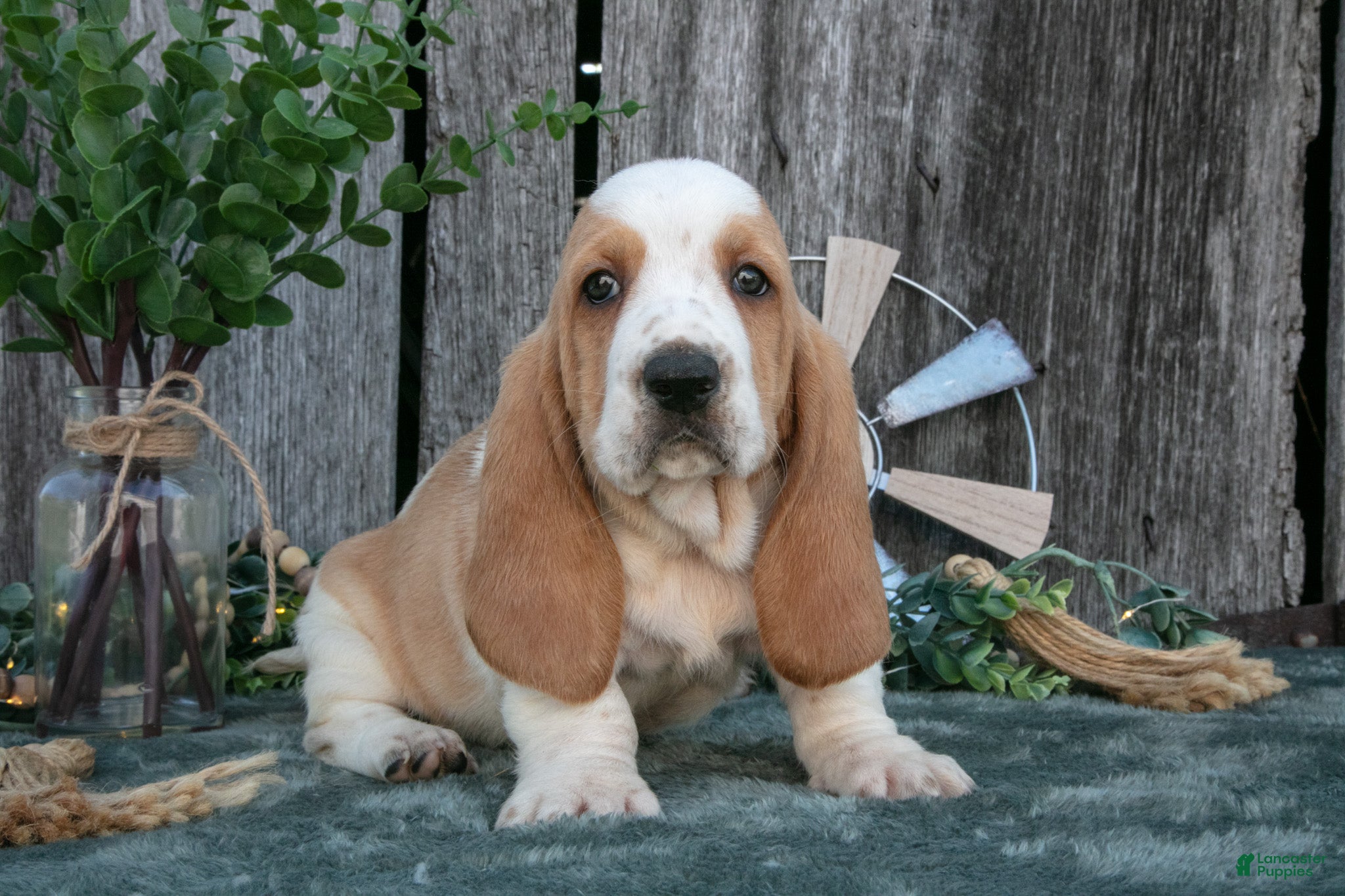 Basset Hound dogs Delilah - Ad 1