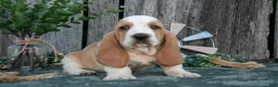 Basset Hound dogs for sale: Delilah - Ad 1