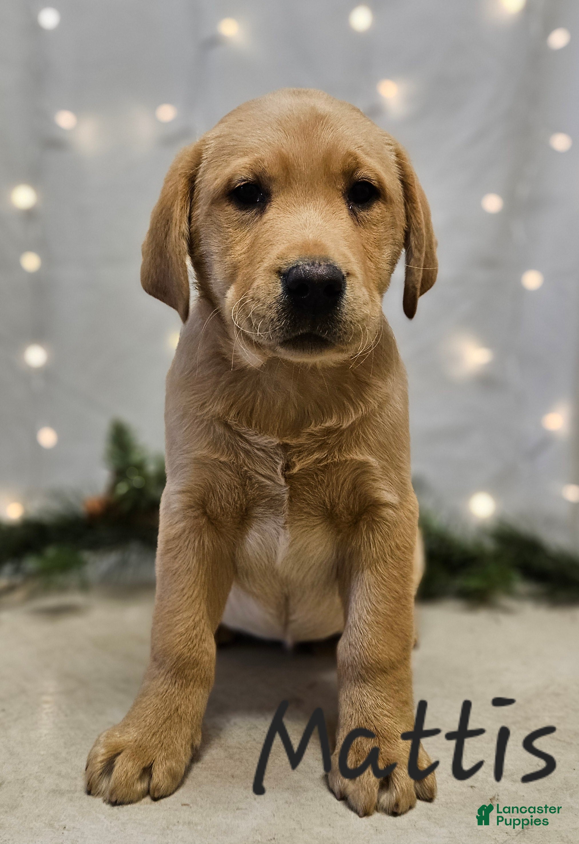 Labrador Retriever dogs Mattis - Ad 7