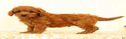Mini Goldendoodle dogs for sale: Klondike - Ad 3