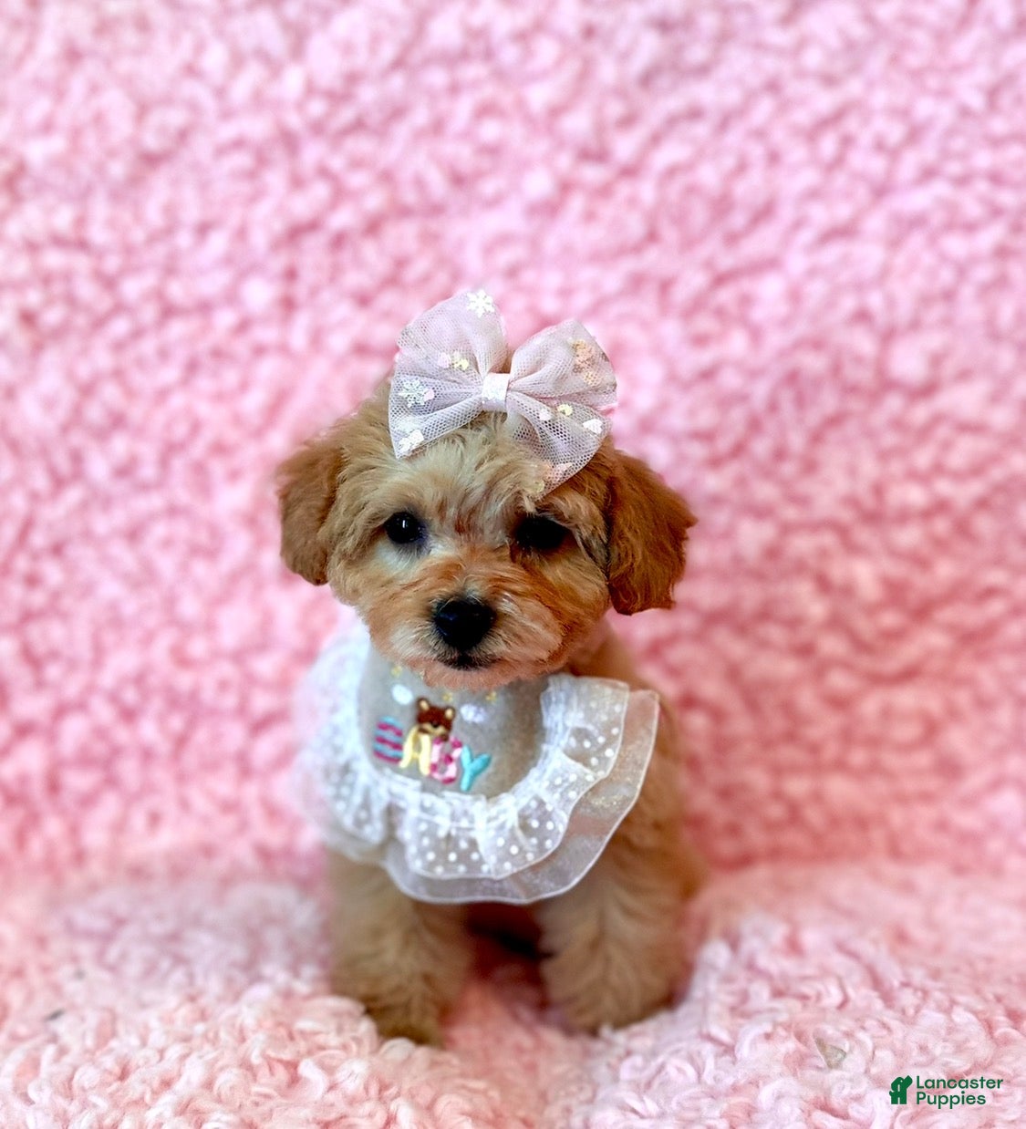 Toy Poodle dogs Melody tiny toy - Ad 1