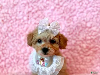 Toy Poodle dogs for sale: Melody tiny toy - Ad 4