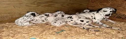 Dalmatian dogs for sale: Male 1 - Ad 9