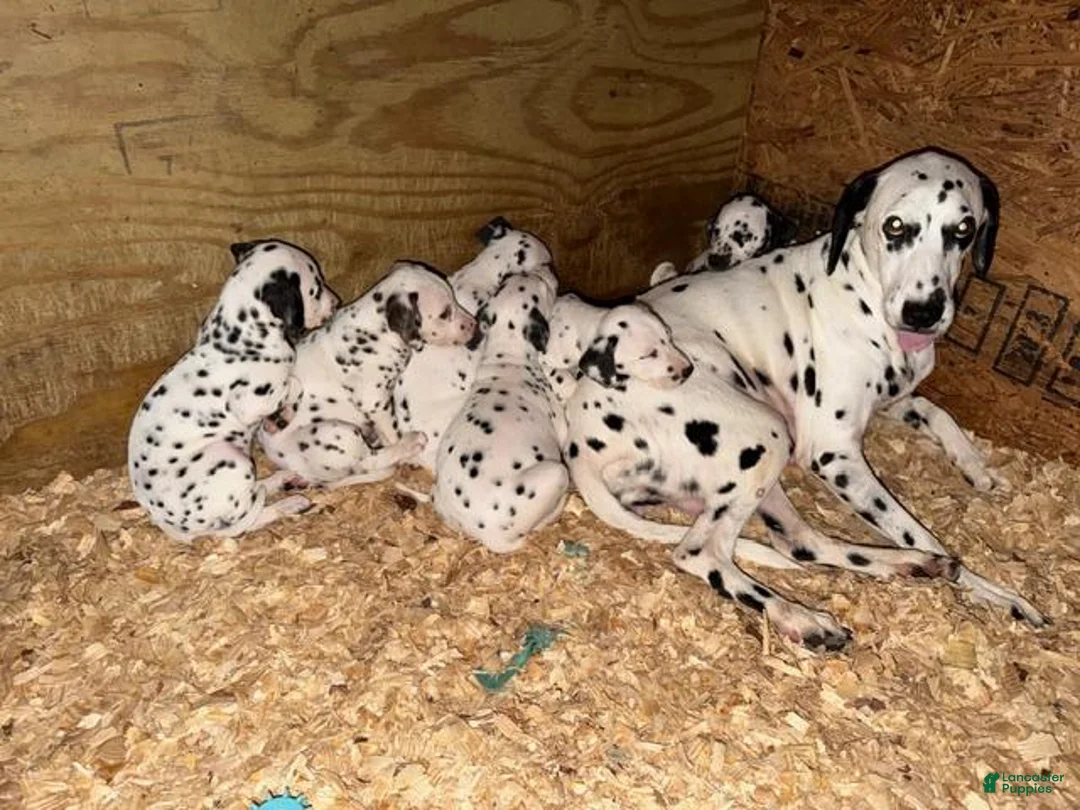 Dalmatian dogs for sale: Male 1 - Ad 9