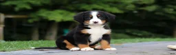 Bernese Mountain Dog dogs for sale: Josie - Ad 10
