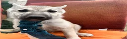 Mixed Breed dogs for sale: Mixed Breed 1 - Ad 2
