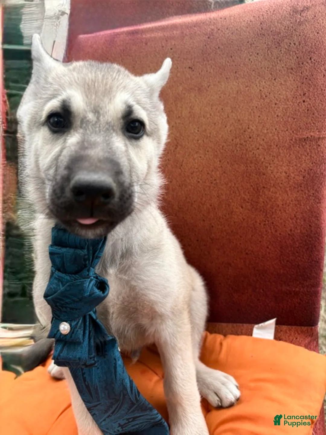 Mixed Breed dogs for sale: Mixed Breed 1 - Ad 2