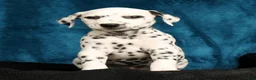 Dalmatian dogs for sale: Kelly - Ad 8