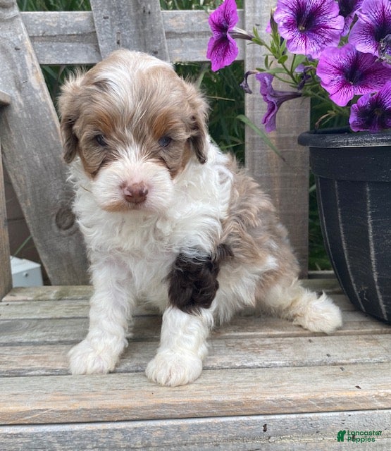 Cavapoo dogs Leo - Ad 2