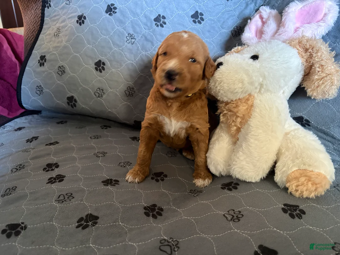 Goldendoodle dogs for sale: Belle - Ad 1