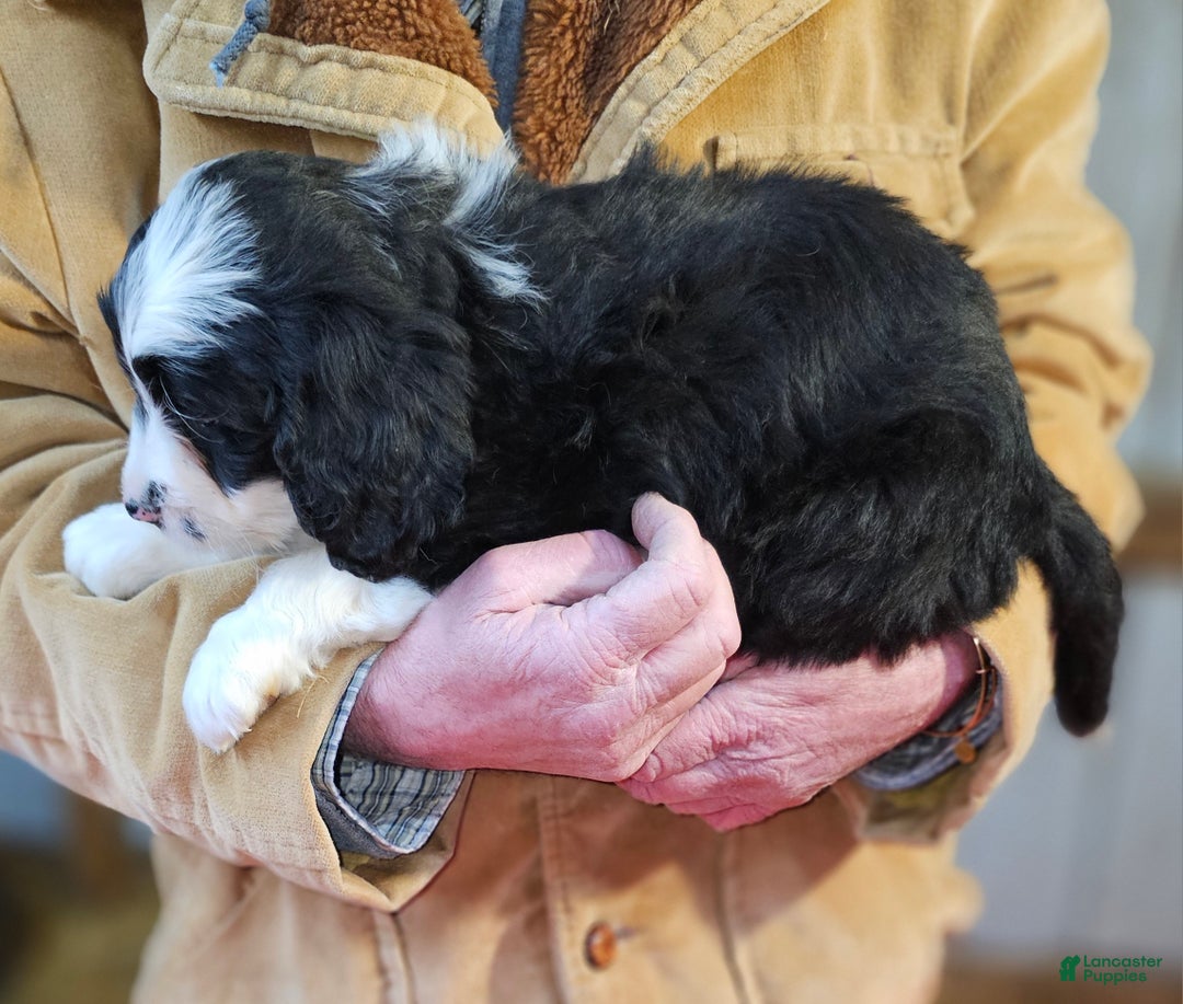 Bernedoodle dogs for sale: Bernedoodle Puppy 1 - Ad 4