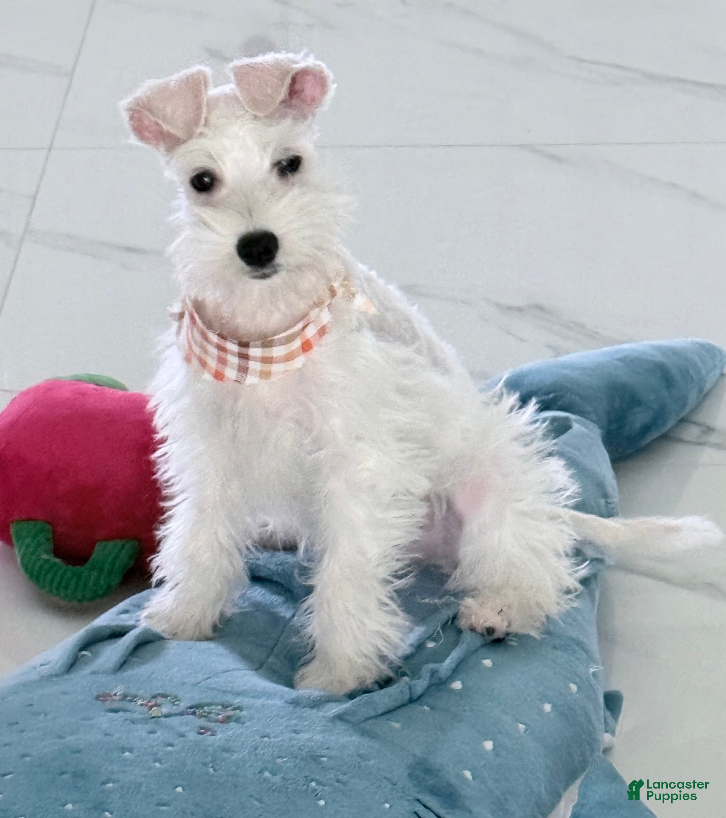 Miniature Schnauzer dogs Miniature Schnauzer 1 - Ad 7
