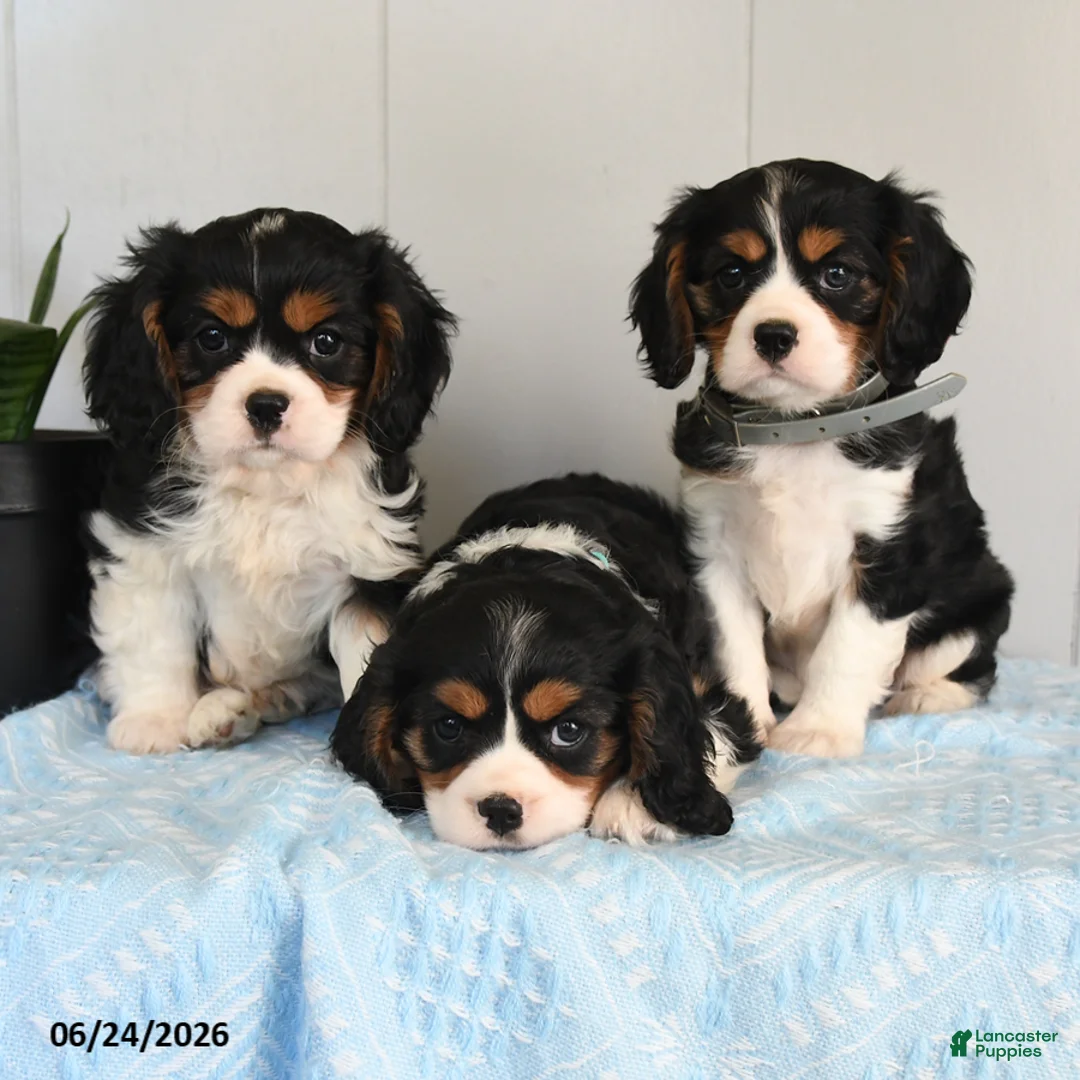 Cavalier King Charles Spaniel dogs for sale: Sundog - Ad 3