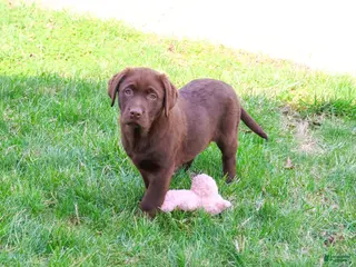 Labrador Retriever dogs Macy - Ad 27