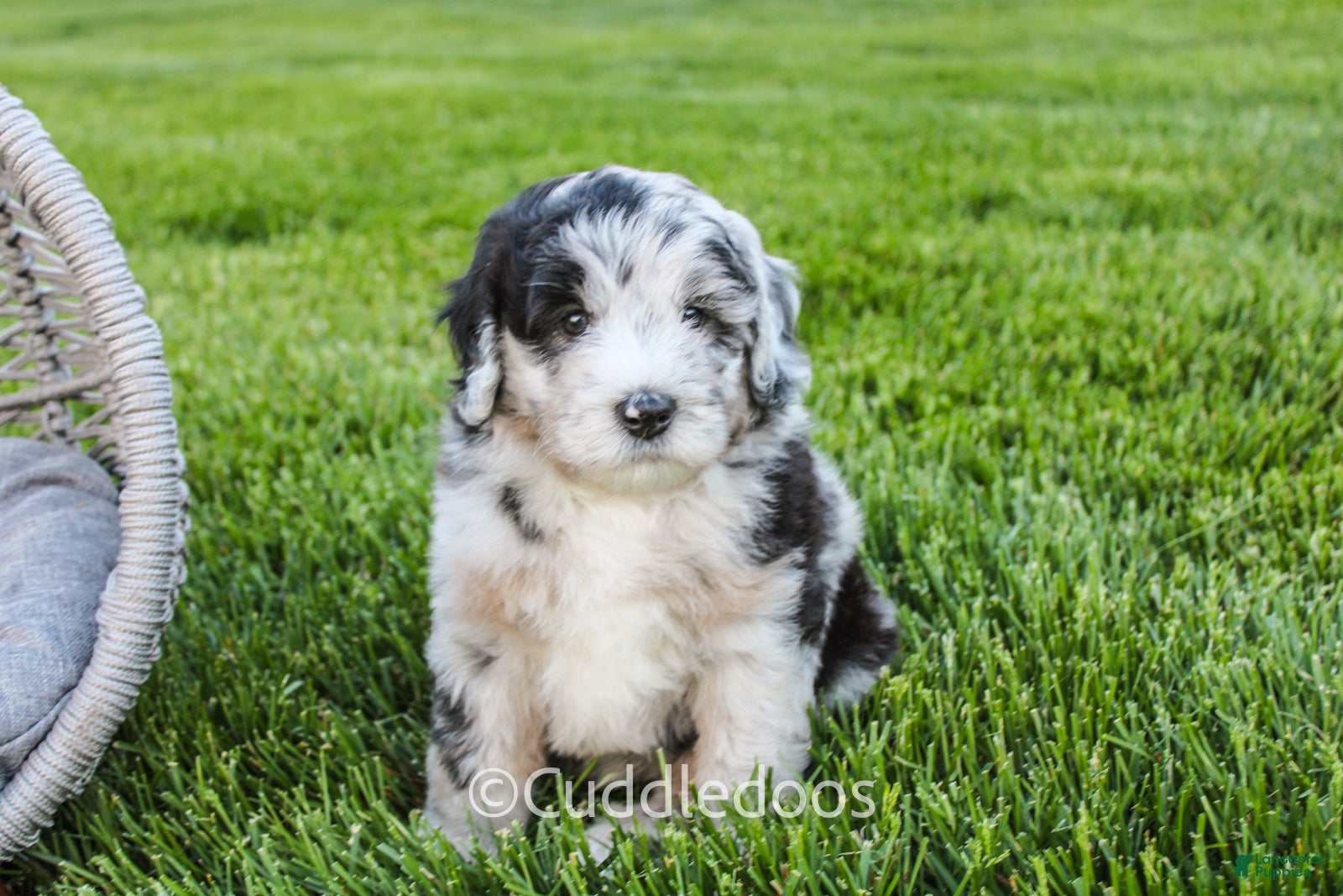 Mini Sheepadoodle dogs Zinnia - Ad 2
