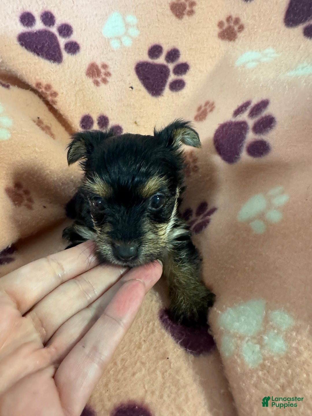 Morkie dogs for sale: Macy lulu - Ad 3