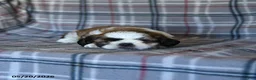 Shih Tzu dogs for sale: Speckles - Ad 4