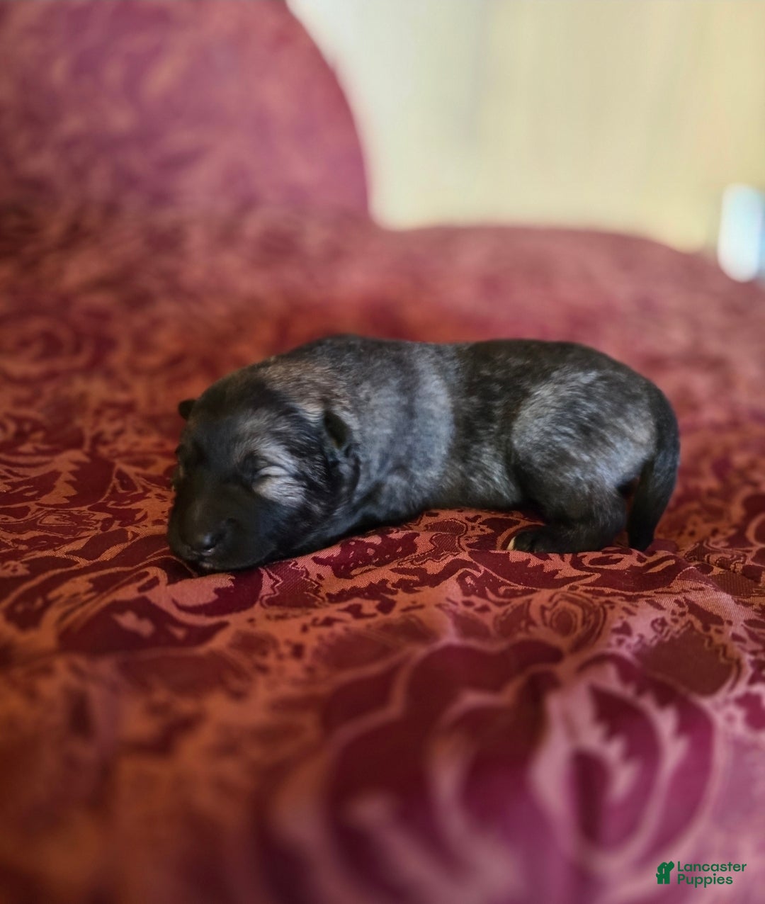 Mixed Breed dogs for sale: Star - Ad 2