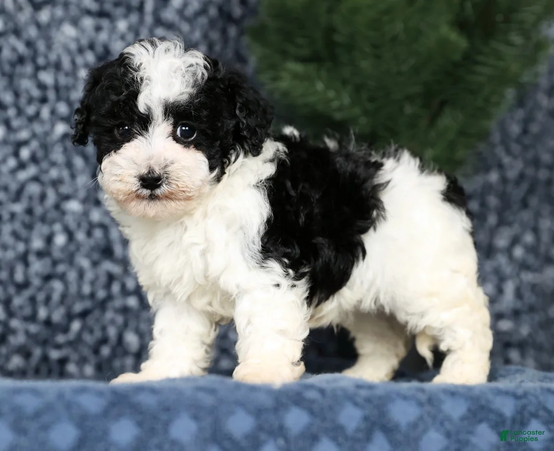 Havapoo dogs for sale: Lucas - Ad 6
