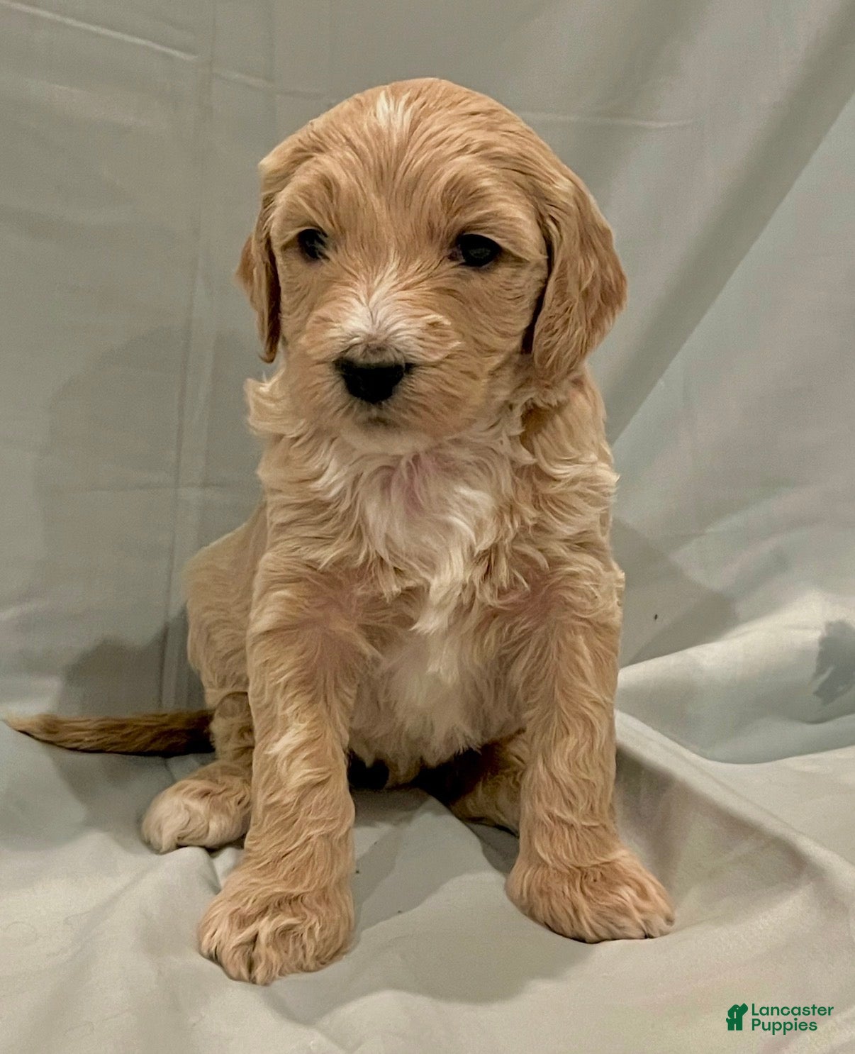 Labradoodle dogs Labradoodle Puppy 5 - Ad 4