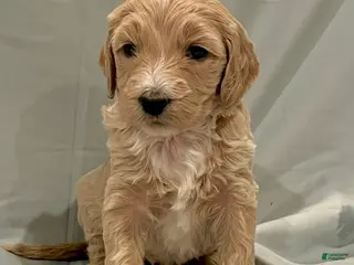 Labradoodle dogs Labradoodle Puppy 5 - Ad 4