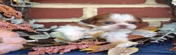 Shih Tzu dogs for sale: Popcorn - Ad 5