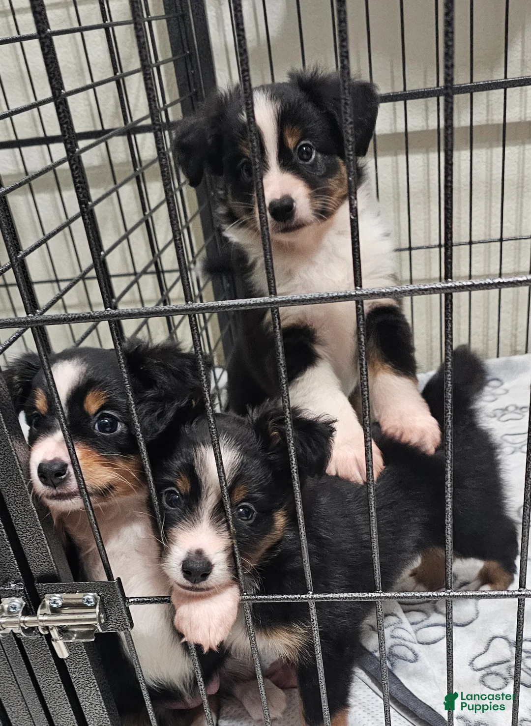Miniature Australian Shepherd dogs for sale: Miniature Australian Shepherd Puppy 3 - Ad 7
