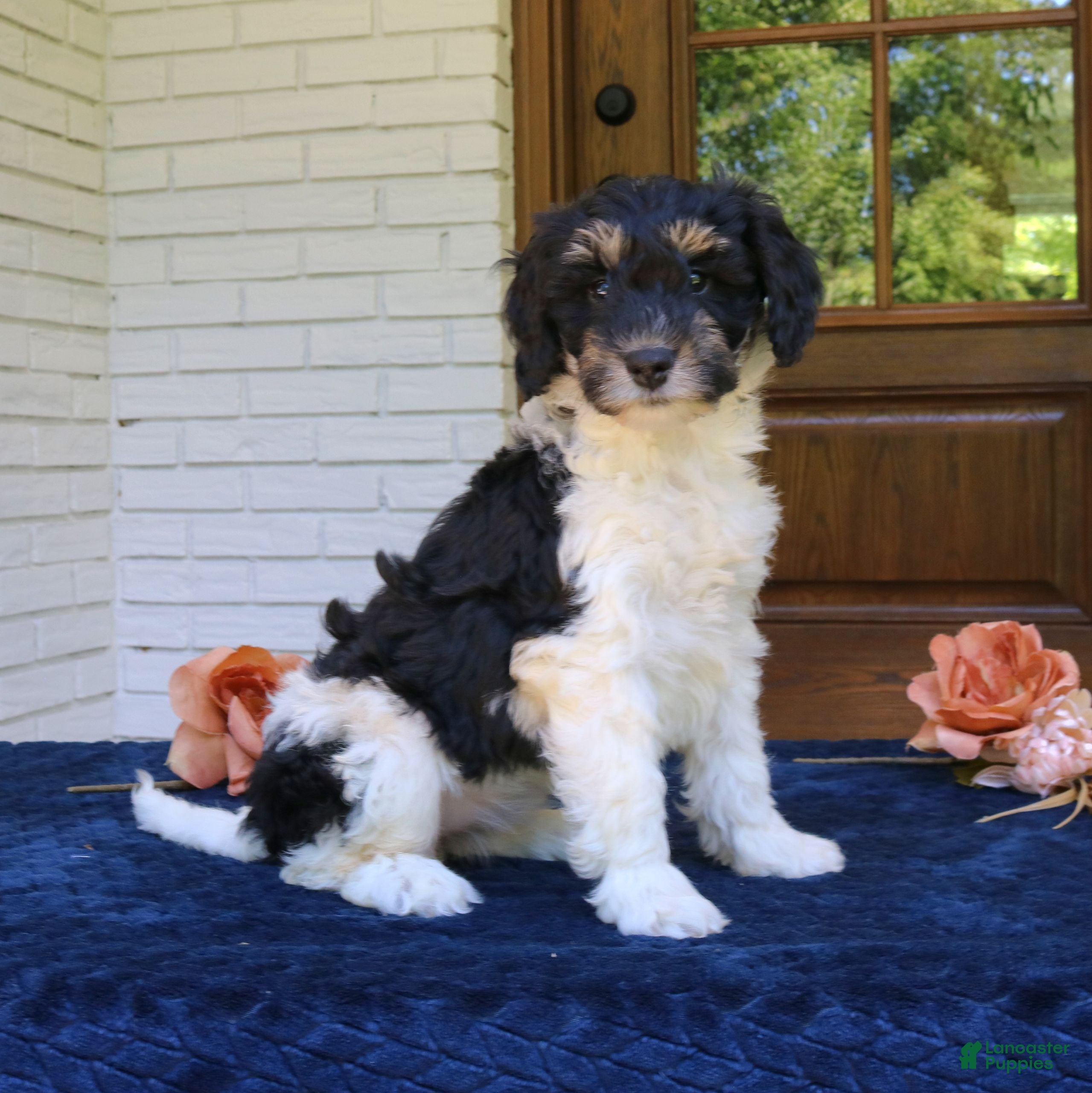 Mini Bernedoodle dogs Matcha  - Ad 1