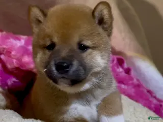 Shiba Inu dogs Shiba Inu Puppy 1 - Ad 6