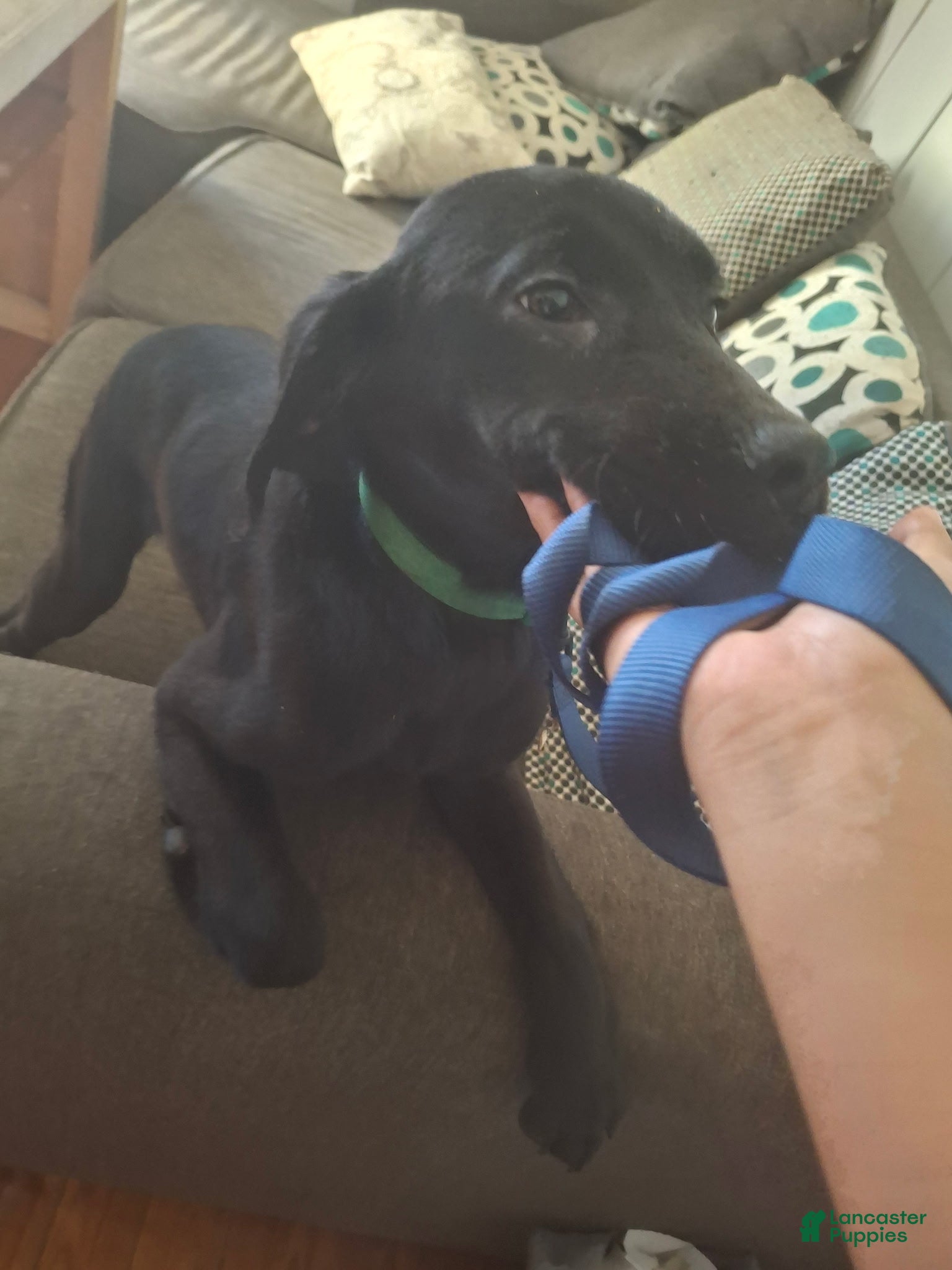 Labrador Retriever dogs Labrador Retriever Puppy 4 - Ad 33